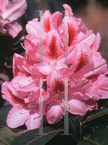 Picture of Rhododendron catawbiense 'Furnival's Daughter'
