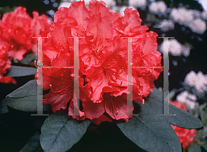 Picture of Rhododendron (subgenus Rhododendron) 'Hot Dawn'