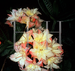 Picture of Rhododendron (subgenus Azalea) 'Cannon's Double'