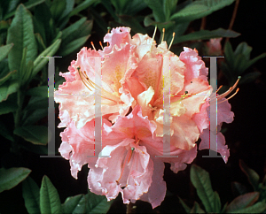 Picture of Rhododendron (subgenus Azalea) 'Strawberry Ice'