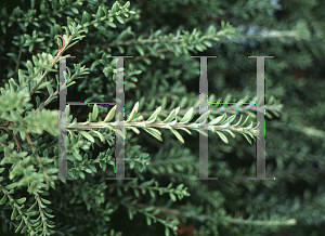Picture of Podocarpus nivalis 