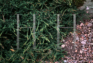 Picture of Podocarpus alpinus 