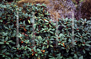 Picture of Rhododendron aureum 