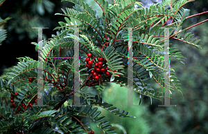 Picture of Sorbus rehderiana 