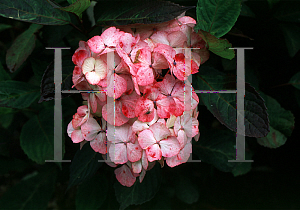 Picture of Hydrangea serrata 'Preziosa'