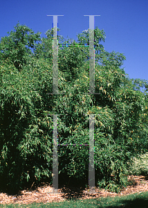 Picture of Phyllostachys viridi-glaucescens 