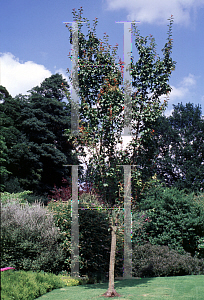 Picture of Prunus x hillieri 'Spire'