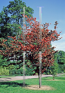 Picture of Parrotia persica 