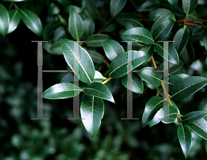 Picture of Osmanthus x burkwoodii 