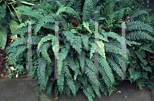 Picture of Polystichum nepalense 