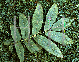 Picture of Pterocarya macroptera 