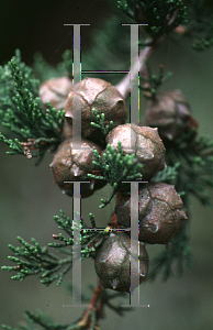 Picture of Cupressus macrocarpa 