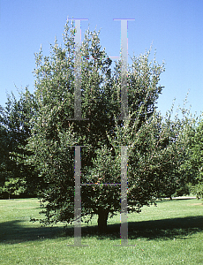 Picture of Quercus suber 