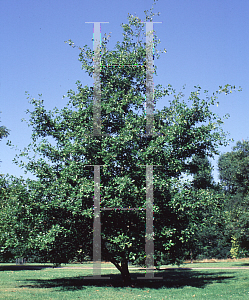 Picture of Quercus arkansana 