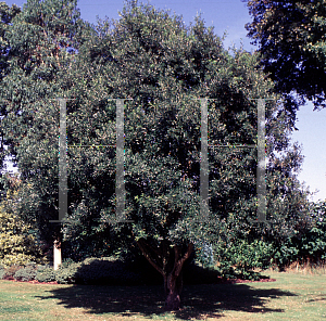 Picture of Quercus x hispanica 