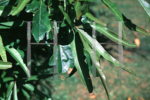 Picture of Quercus nigra 