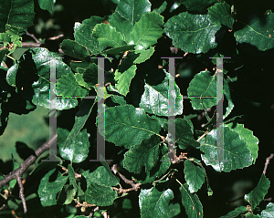Picture of Quercus ithaburensis 