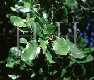 Picture of Quercus ithaburensis 