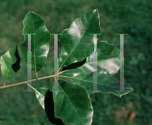 Picture of Quercus arkansana 