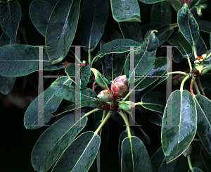 Picture of Rhododendron decorum 