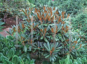 Picture of Rhododendron fulvum 