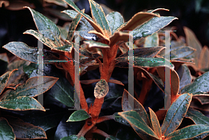 Picture of Rhododendron bureavii 