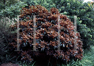 Picture of Rhododendron bureavii 