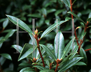 Picture of Rhododendron rubiginosum 