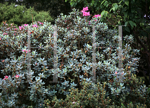 Picture of Rhododendron calostrotum ssp. riparium 
