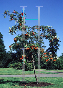 Picture of Sorbus keuensis 