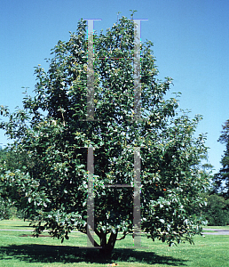 Picture of Sorbus tamamschjanae 