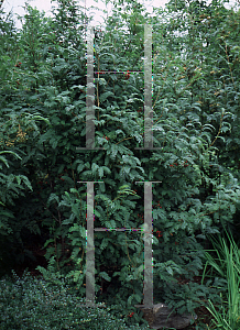 Picture of Sorbus multijuga 