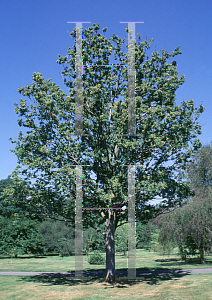 Picture of Sorbus zahlbruckneri 