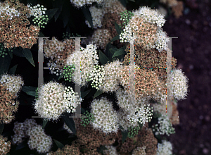 Picture of Spiraea japonica var. fortunei 'Albiflora'