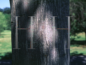 Picture of Sorbus zahlbruckneri 