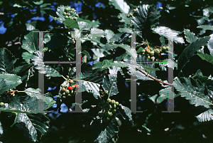 Picture of Sorbus mougeotii 