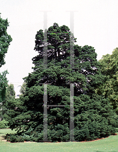 Picture of Taxus baccata 