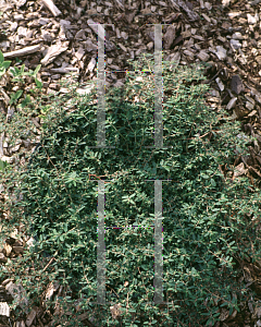 Picture of Euphorbia supina 