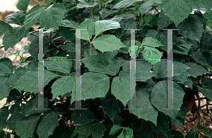 Picture of Cissus rhombifolia 