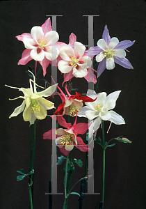 Picture of Aquilegia x hybrida 'Dragon Fly Mix'