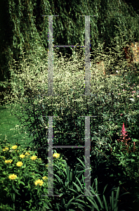 Picture of Artemisia lactiflora 'Guizhou'