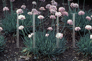 Picture of Allium senescens var. glaucum 