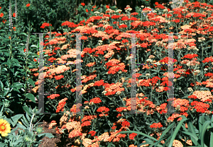 Picture of Achillea millefolium 'Paprika'