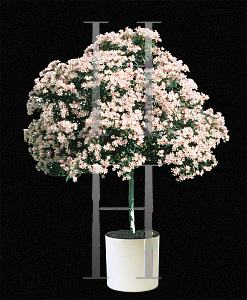 Picture of Nerium oleander 