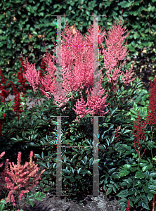 Picture of Astilbe x arendsii 'Erika'