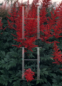 Picture of Astilbe x arendsii 'Glow(Glut)'