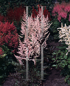 Picture of Astilbe x arendsii 'Bumalda'