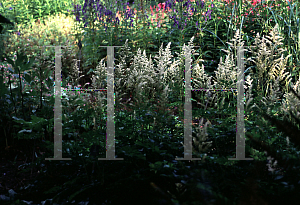 Picture of Astilbe x arendsii 'Snowdrift'