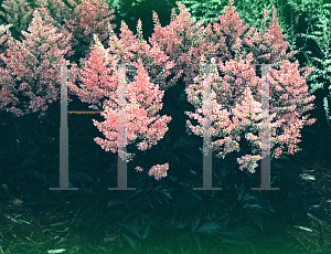 Picture of Astilbe x arendsii 'Darwin's Dream'