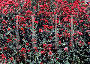 Picture of Centranthus ruber 'Coccineus'